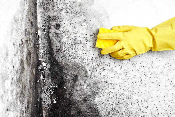 Best Toxic Mold Removal  in Loomis, CA