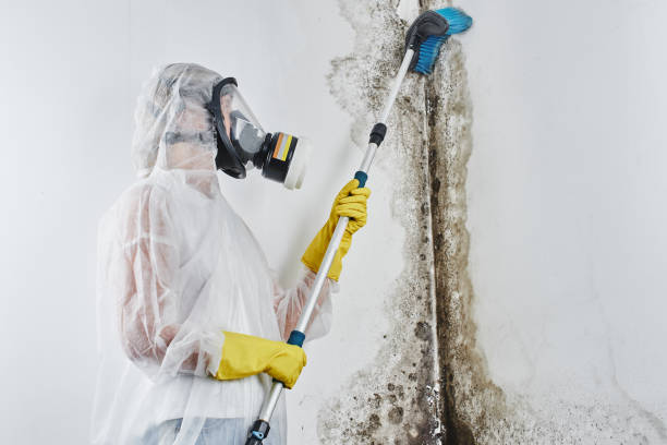 Best Mold Cleaning Services  in Loomis, CA