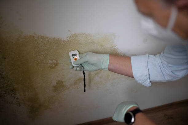 Best Best Mold Removal Companies  in Loomis, CA