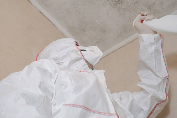 Best Black Mold Removal  in Loomis, CA