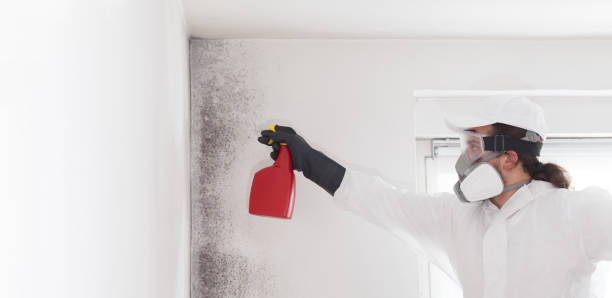 Best Mold Remediation  in Loomis, CA