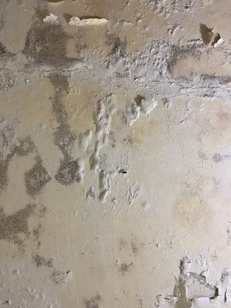 Best Fast Mold Removal  in Loomis, CA