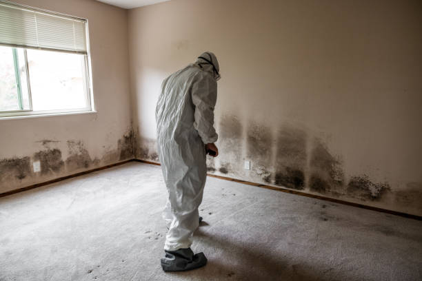 Best Certified Mold Removal  in Loomis, CA