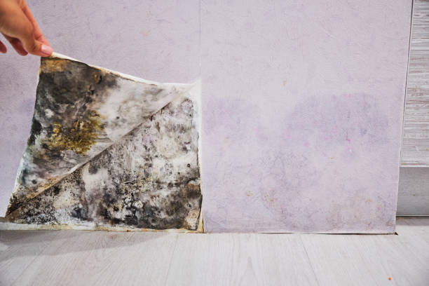 Loomis, CA Mold Removal Pros